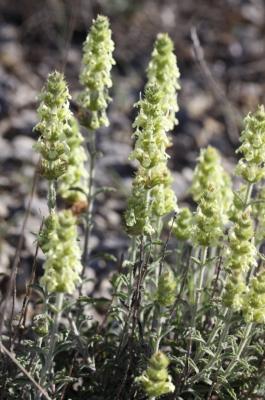 Crapaudine faux Scordium Sideritis fruticulosa Pourr., 1788
