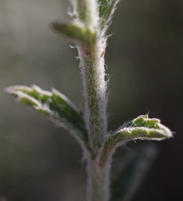 Crapaudine faux Scordium Sideritis fruticulosa Pourr., 1788