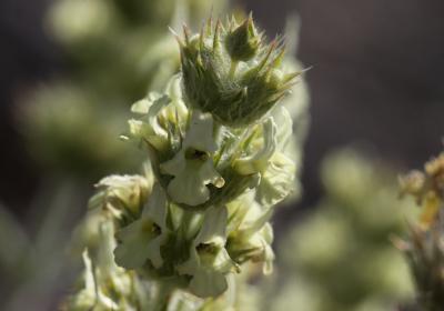 Crapaudine faux Scordium Sideritis fruticulosa Pourr., 1788