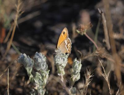 Fadet des garrigues (Le), Palémon (Le), Doré (Le) Coenonympha dorus (Esper, 1782)
