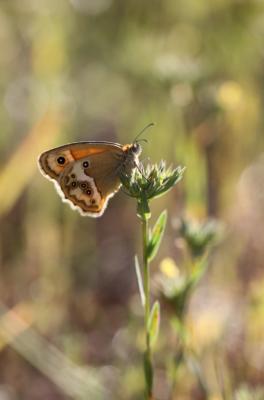 Fadet des garrigues (Le), Palémon (Le), Doré (Le) Coenonympha dorus (Esper, 1782)