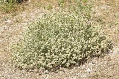 Germandrée des dunes Teucrium dunense Sennen, 1925