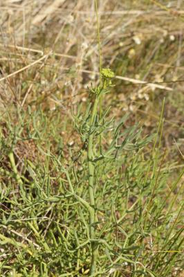 Criste marine, Fenouil marin, Perce-pierre, Cassep Crithmum maritimum L., 1753