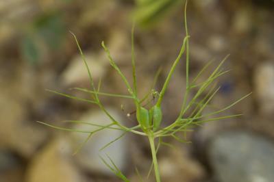 Nigelle de Damas, Herbe de Capucin Nigella damascena L., 1753