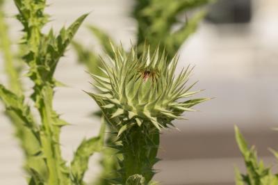 Onopordon Onopordum tauricum Willd., 1803