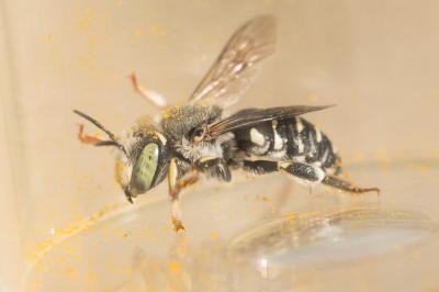  Anthidium diadema Latreille, 1809
