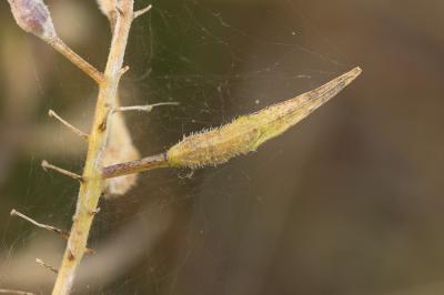 Moutarde blanche Sinapis alba L., 1753