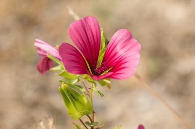 Malope trifide Malope trifida Cav., 1786