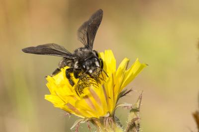  Andrena albopunctata (Rossi, 1792)