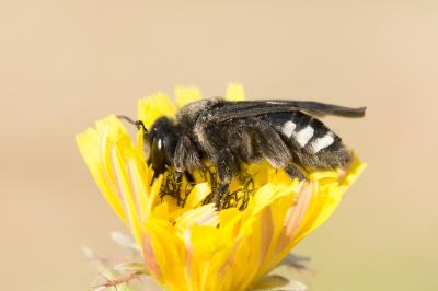  Andrena albopunctata (Rossi, 1792)