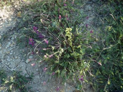 Sainfoin bas Hedysarum boveanum Bunge ex Basiner, 1846
