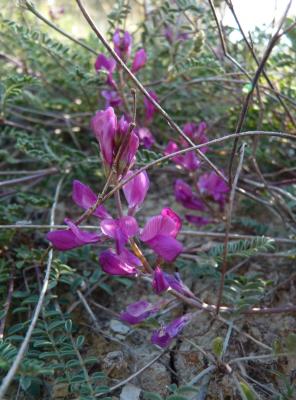 Sainfoin bas Hedysarum boveanum Bunge ex Basiner, 1846