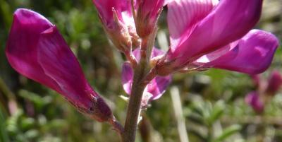 Sainfoin bas Hedysarum boveanum Bunge ex Basiner, 1846