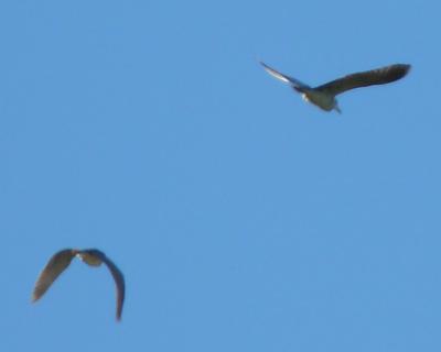Héron bihoreau, Bihoreau gris Nycticorax nycticorax (Linnaeus, 1758)