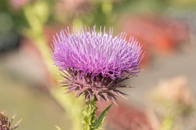 Onopordon Onopordum tauricum Willd., 1803