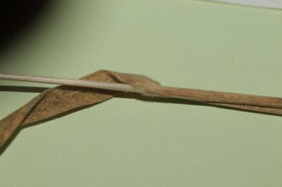 Koelérie du littoral Rostraria pubescens (Lam.) Trin., 1820