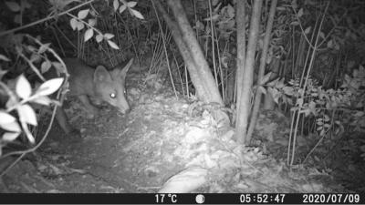 Renard roux Vulpes vulpes (Linnaeus, 1758)