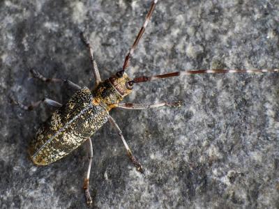 Monochame de Provence Monochamus galloprovincialis (Olivier, 1795)