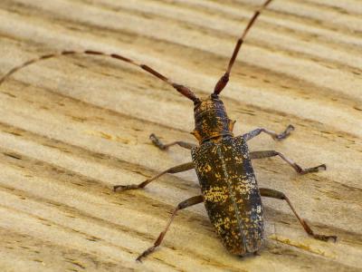 Monochame de Provence Monochamus galloprovincialis (Olivier, 1795)