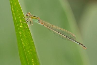 Agrion porte-coupe Enallagma cyathigerum (Charpentier, 1840)