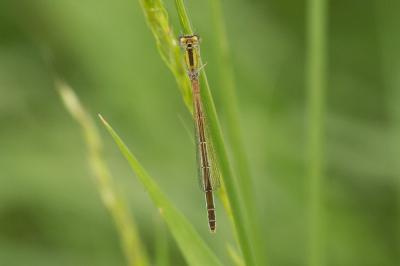 Agrion porte-coupe Enallagma cyathigerum (Charpentier, 1840)