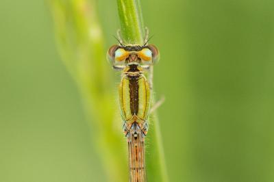 Agrion porte-coupe Enallagma cyathigerum (Charpentier, 1840)