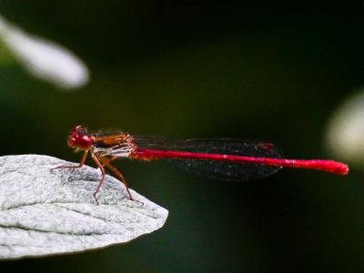 Agrion délicat Ceriagrion tenellum (Villers, 1789)