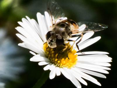  Eristalis arbustorum (Linnaeus, 1758)