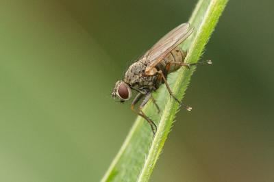  Coenosia tigrina (Fabricius, 1775)