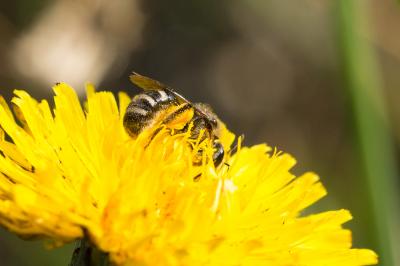  Lasioglossum leucozonium (Schrank, 1781)