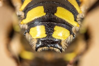  Anthidium florentinum (Fabricius, 1775)
