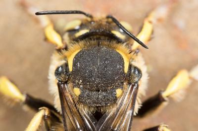  Anthidium florentinum (Fabricius, 1775)