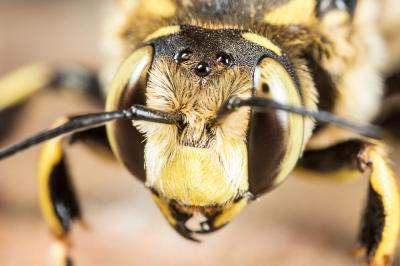  Anthidium florentinum (Fabricius, 1775)