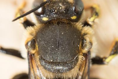 Abeille cotonnière, Anthidie cotonnière Anthidium manicatum (Linnaeus, 1758)