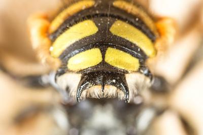 Abeille cotonnière, Anthidie cotonnière Anthidium manicatum (Linnaeus, 1758)