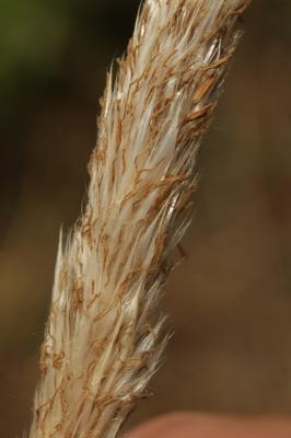 Impérate cylindrique, Paille de dys, Paillotte , I Imperata cylindrica (L.) P.Beauv., 1812
