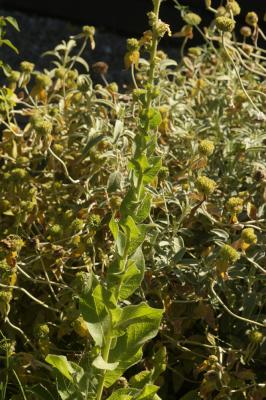 Molène faux-phlomide, Molène faux Phlomis Verbascum phlomoides L., 1753