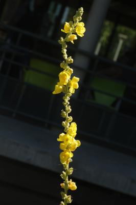 Molène faux-phlomide, Molène faux Phlomis Verbascum phlomoides L., 1753