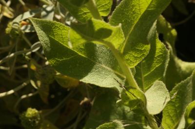Molène faux-phlomide, Molène faux Phlomis Verbascum phlomoides L., 1753