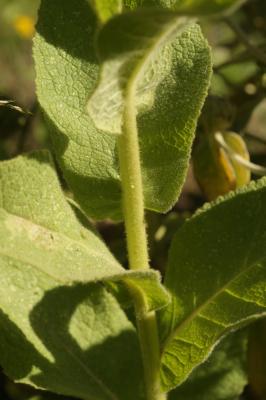 Molène faux-phlomide, Molène faux Phlomis Verbascum phlomoides L., 1753