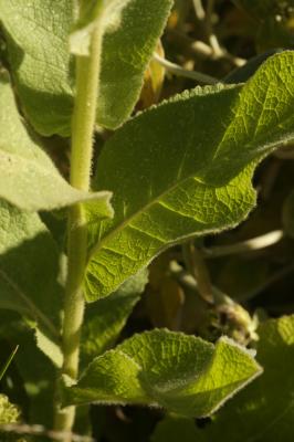 Molène faux-phlomide, Molène faux Phlomis Verbascum phlomoides L., 1753