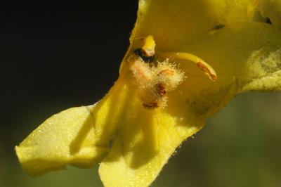Molène faux-phlomide, Molène faux Phlomis Verbascum phlomoides L., 1753