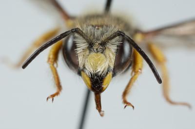  Anthidium oblongatum (Illiger, 1806)