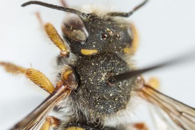  Anthidium oblongatum (Illiger, 1806)