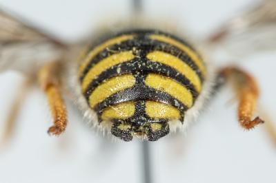  Anthidium oblongatum (Illiger, 1806)