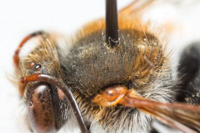  Rhodanthidium sticticum (Fabricius, 1787)