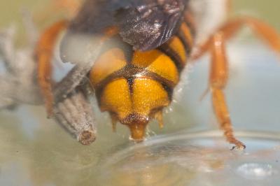  Rhodanthidium sticticum (Fabricius, 1787)