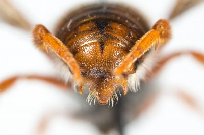  Rhodanthidium sticticum (Fabricius, 1787)