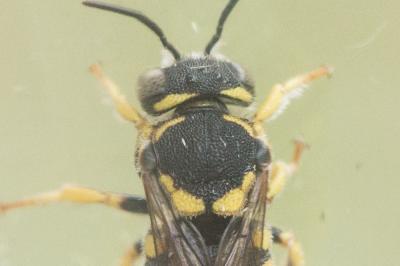  Anthidiellum strigatum (Panzer, 1805)