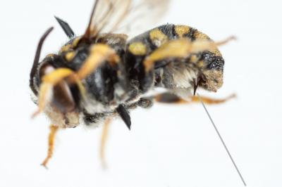  Anthidiellum strigatum (Panzer, 1805)